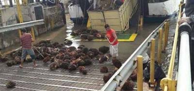 Sering Rusak, Ketua DPRD Bengkalis Nilai KMP Kakap Tidak Layak Beroperasi    